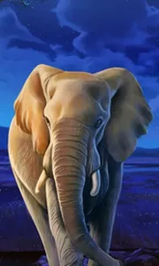 African Elephant